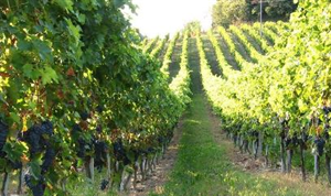 Il Malvasia di Casorzo